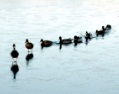 leadership-freeimages.com.jpg